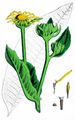 Elecampane - Inula helenium L.