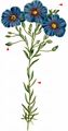 Asian Flax - Linum austriacum L.