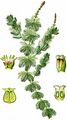 Ähriges Tausendblatt - Myriophyllum spicatum L.