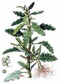 Oak-Leaved Goosefoot - Oxybasis glauca (L.) S. Fuentes & al.
