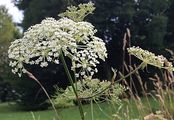 Sumpf-Haarstrang - Peucedanum palustre (L.) Moench