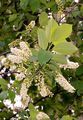 Chokecherry - Prunus virginiana L.
