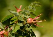 Burnet Rose - Rosa spinosissima L.