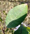 Goat Willow - Salix caprea L.
