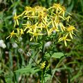 Fuchs' Greiskraut - Senecio ovatus (G. Gaertn. & al.) Hoppe