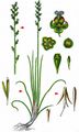 Marsh Arrowgrass - Triglochin palustris L.