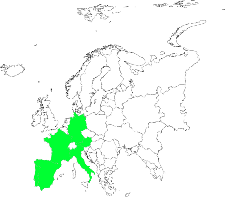 Armeria arenaria