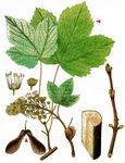 Berg-Ahorn - Acer pseudoplatanus L. 