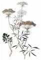 Große Knorpelmöhre - Ammi majus L.