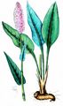 Common Bistort - Bistorta officinalis Delarbre