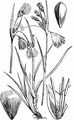 Schmalblättriges Wollgras - Eriophorum angustifolium Honck.