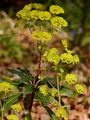 Wood Spurge - Euphorbia amygdaloides L.