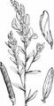 Färber-Ginster - Genista tinctoria L.