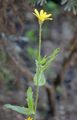 Corn Marigold - Glebionis segetum (L.) Fourr. 
