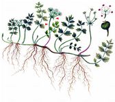 Kriechender Sellerie - Helosciadium repens (Jacq.) W. D. J. Koch 