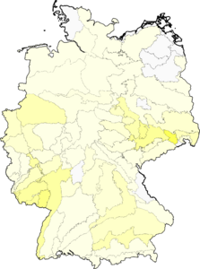 Foeniculum vulgare