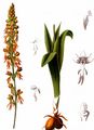 Ohnsporn - Orchis anthropophora (L.) All.