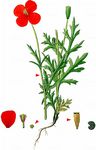 Saat-Mohn - Papaver dubium L. 