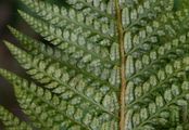 Hard Shield-Fern - Polystichum aculeatum (L.) Roth