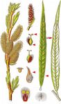 Korb-Weide - Salix viminalis L. 