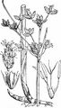 Gewöhnliche Teichsimse - Schoenoplectus lacustris (L.) Palla