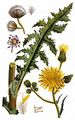 Acker-Gänsedistel - Sonchus arvensis L.