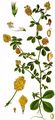 Feld-Klee - Trifolium campestre Schreb.