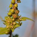 Ragweed - Ambrosia artemisiifolia L.