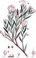 Bog-Rosemary - Andromeda polifolia L.