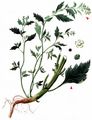 Nettle-Leaved Goosefoot - Chenopodiastrum murale (L.) S. Fuentes & al.