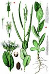 Orientalischer Ackerkohl - Conringia orientalis (L.) Dumort. 