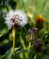 Pyrenean Hakw's-Beard - Crepis pyrenaica (L.) Greuter