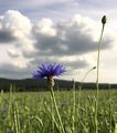 Kornblume - Cyanus segetum Hill