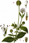 Behaarte Karde - Dipsacus pilosus L. 