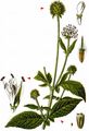 Small Teasel - Dipsacus pilosus L.