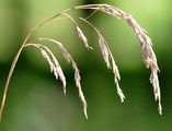 Wood Fescue - Drymochloa sylvatica (Pollich) Holub