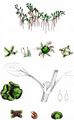 Eight-Stamened Waterwort - Elatine hydropiper L.
