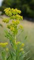 Glänzende Wolfsmilch - Euphorbia lucida Waldst. & Kit.