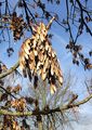 Ash - Fraxinus excelsior L.
