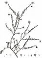 Common Fumana - Fumana procumbens (Dunal) Gren. & Godr.