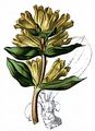 Tüpfel-Enzian - Gentiana punctata L.