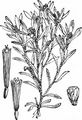 Sumpf-Ruhrkraut - Gnaphalium uliginosum L.