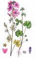 Musk-Mallow - Malva moschata L.