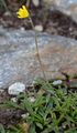 Eared Mouse-Ear-Hawkweed - Pilosella lactucella (Wallr.) P. D. Sell & C. West
