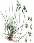 Schmalblättriges Wiesen-Rispengras - Poa angustifolia L. 