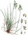 Narrow-Leaved Meadow-Grass - Poa angustifolia L.