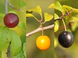 Cherry Plum - Prunus cerasifera Ehrh.