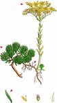 Zierliche Felsen-Fetthenne - Sedum forsterianum Sm. 