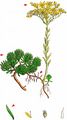 Rock Stonecrop - Sedum forsterianum Sm.
