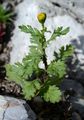  - Senecio squalidus L.